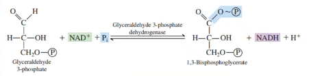 <p>Formation of 1,3-bisphosphoglycerate</p><p class="ds-markdown-paragraph">Glyceraldehyde 3-phosphate is oxidized and phosphorylated</p><p class="ds-markdown-paragraph">Enzyme: Glyceraldehyde-3-phosphate dehydrogenase</p>