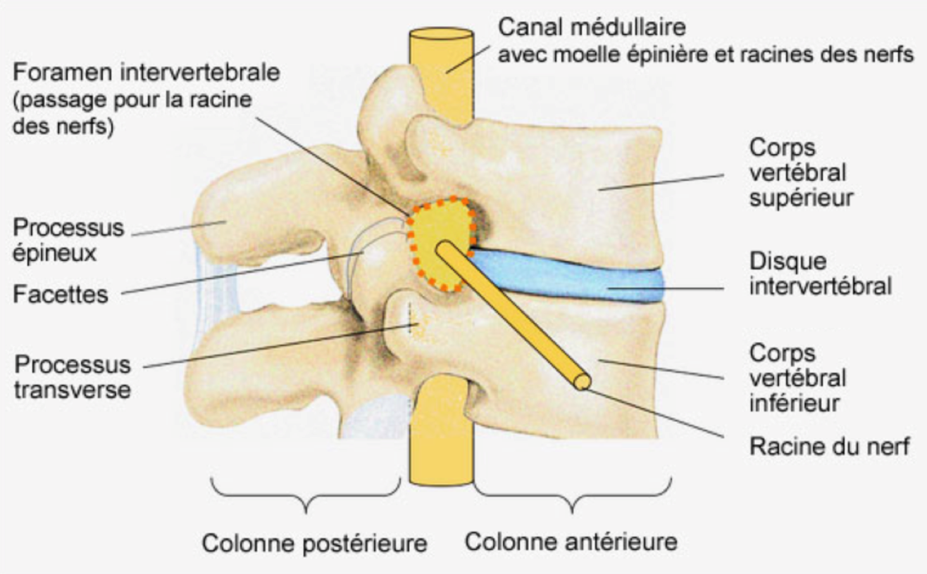 <ul><li><p>ME passe dans le foramen vertébral de C1 à L2</p></li><li><p>nerfs spinaux passent dans le foramen INTERvertébral</p></li></ul>