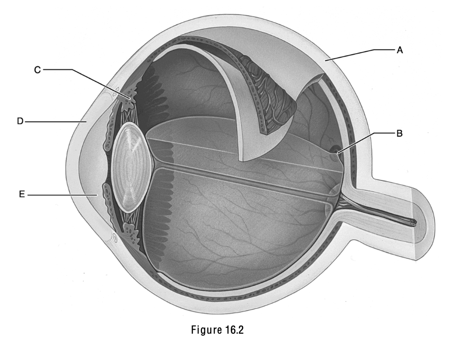<p>This structure is the ciliary body.</p>
