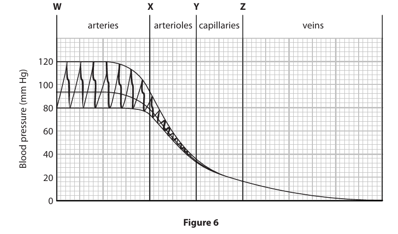 <p>Calculate, using information in Figure&nbsp;6, the percentage decrease in blood pressure in the capillaries from point Y to point Z. Show your working. (3)</p>