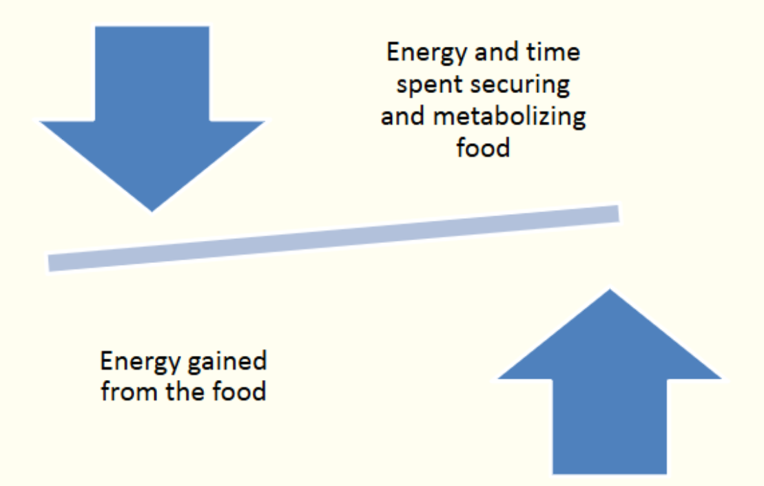 <p>• Process of obtaining and ingesting food</p><p>• Must target food that meets nutritional needs</p><p>• Success depends on feeding mechanism</p><p>– Feeding apparatus and behaviour</p><p>• Balance between energy expenditure and intake – evolutionary driver</p>