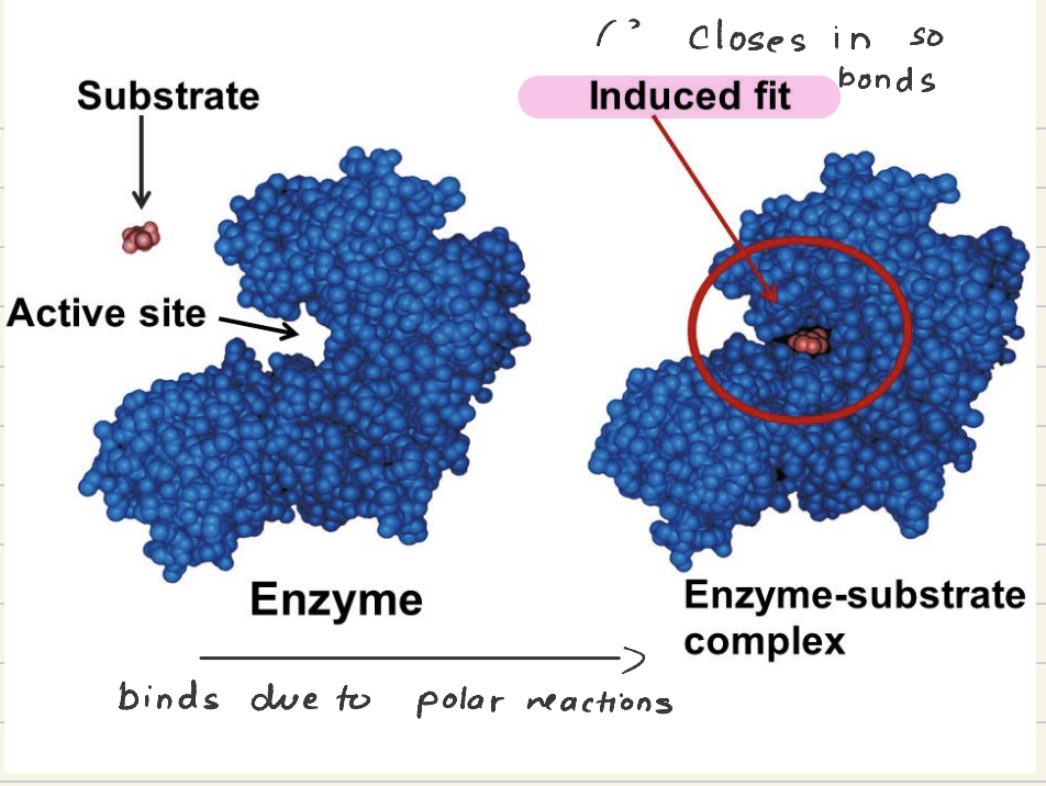 <ul><li><p>The active site of an enzyme is flexible and can change shape to better hug the substrate</p></li><li><p>substrates initially bind due to polar reactions</p></li></ul><p></p>