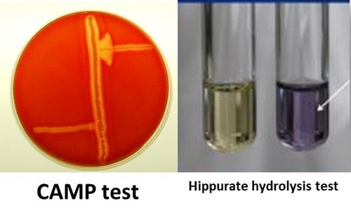 <p>sodium hippurate → benzoic acid + glycine </p><p>glycine + ninhydrin → purple complex</p><p></p><p>inoculate bact in 0.5 mL distilled water in tube → add sodium hippurate disk → 35C for 2hr  → 0.2 mL ninhydrin reagent </p><p>pos = blue/purple w/in 5 min</p><p>neg = no color change</p>