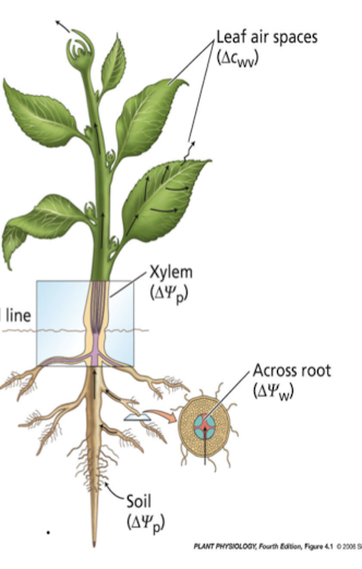 <p>soil—>soil to root—>through living cells (cortex)—>long distance in stems—>leaf to air</p>