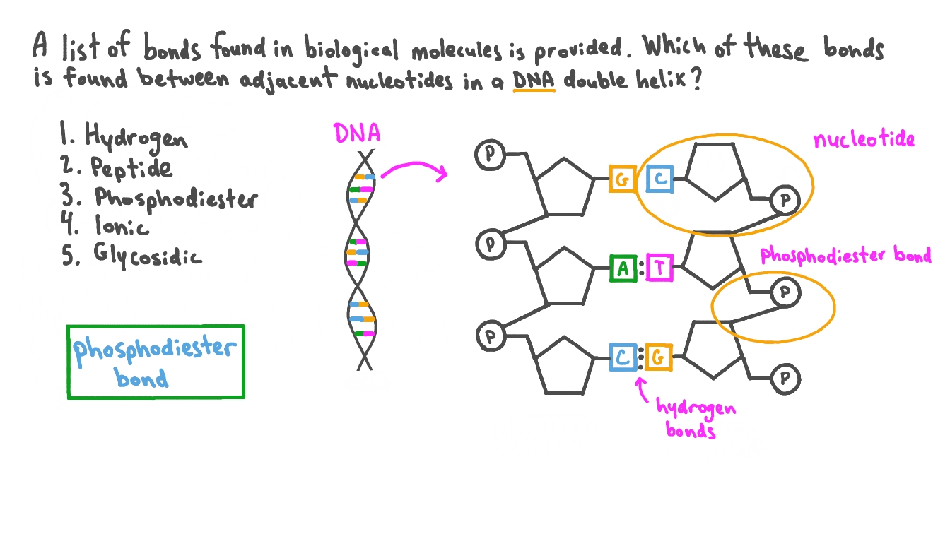 <p><span>A special kind of covalent bond known as a phosphodiester bond. The things being glued here are the phosphate group and the sugar.</span></p>