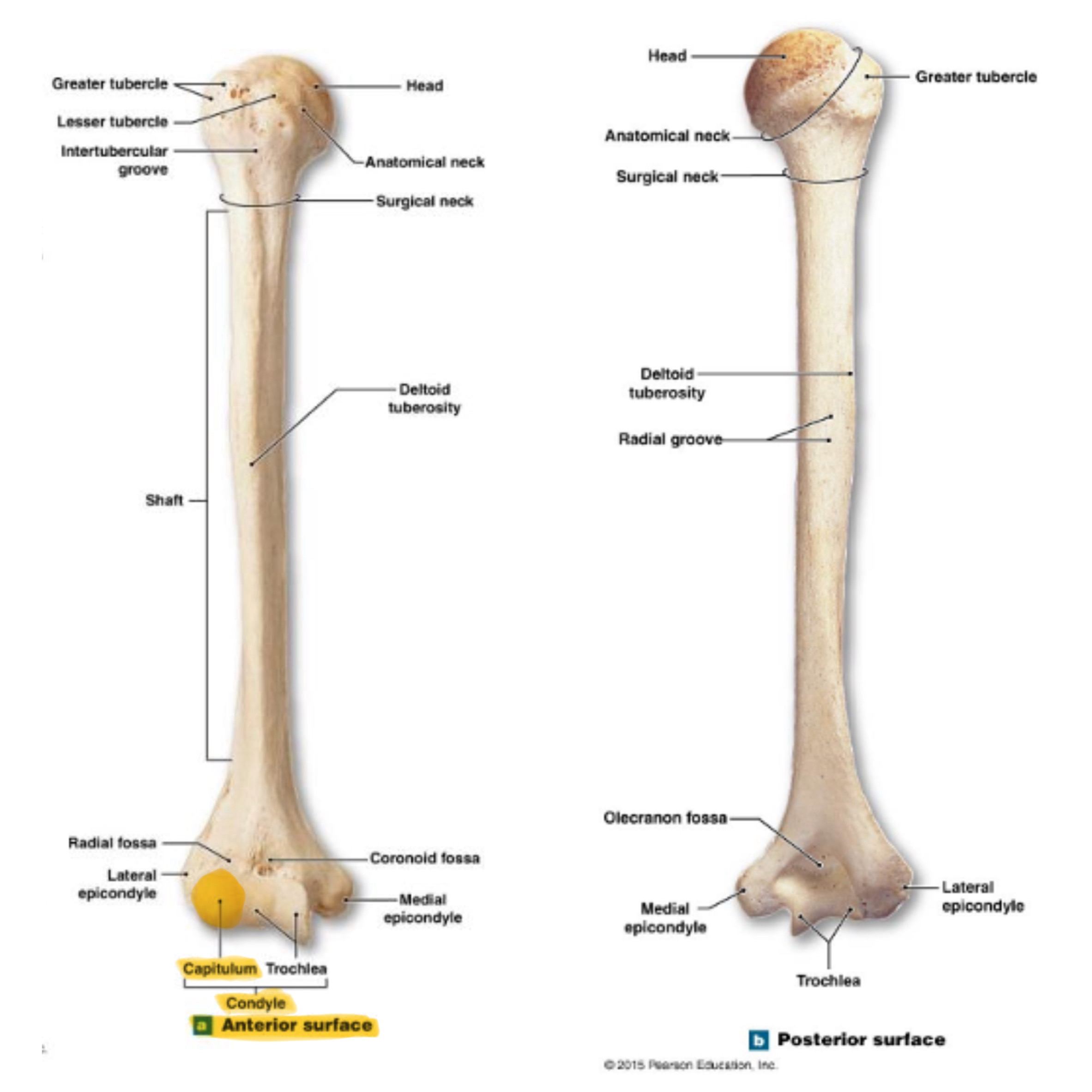 <p>rounded knob on the distal, medial side; articulates with head of radius</p>