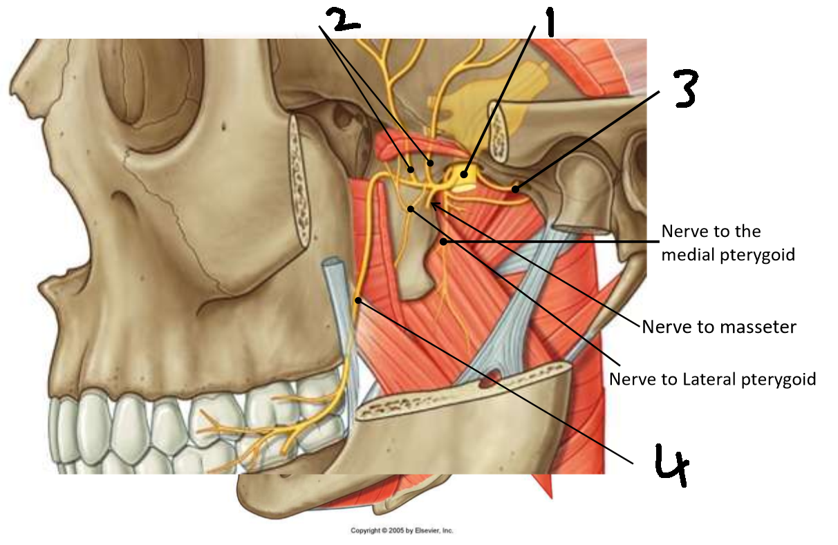 <p>Are these nerves sensory or motor?</p>