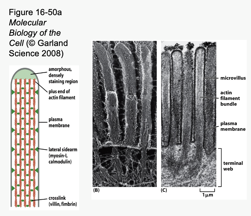 <p>___ _____ in core of microvilli help them to remain upright</p><ul><li><p><span>Microvilli are cell membrane projections that increase surface area</span></p><ul><li><p><span>Particularly well developed in cells that absorb things</span></p></li></ul></li></ul><p><span>           – Intestine</span></p><p><span>           – Kidney</span></p><ul><li><p><span>Microvilli are supported by <u>stable</u> bundles of actin filaments</span></p></li><li><p><span>Actin bundles are anchored to terminal web of <u>actin</u> at base of microvilli</span></p></li></ul><p></p>