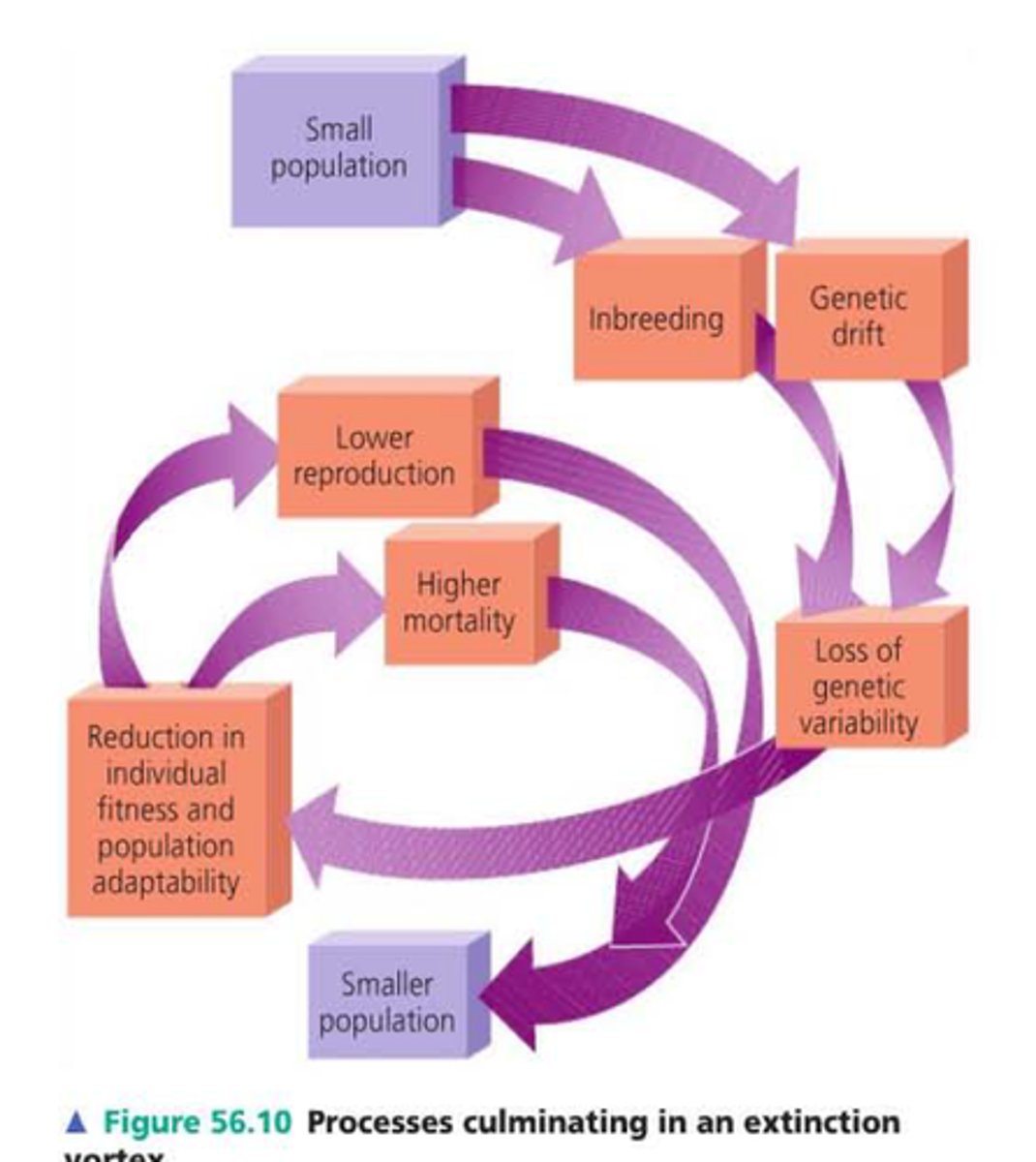 <p>Phenomenon experienced by endangered species. Small populations result in genetic drift and inbreeding, which decreases the fitness of individuals and causes the population to decrease even further.</p>