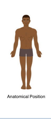 <p>Standing up straight, arms are facing out to make bones parallel </p><p>Adducted: arms are added back to body</p>