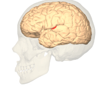 <p>Auditory cortex </p>