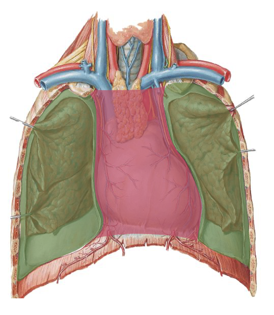 <p>Opdeling af thorax</p>