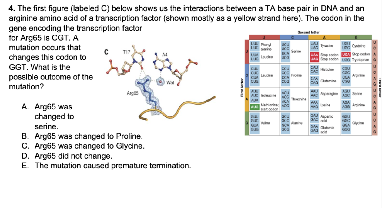 <p>4. The first figure (labeled C) below shows us the interactions between a TA base pair in DNA and an</p><p>arginine amino acid of a transcription factor (shown mostly as a yellow strand here). The codon in the</p><p>gene encoding the transcription factor</p><p>for Arg65 is CGT. A</p><p>mutation occurs that</p><p>changes this codon to</p><p>GGT. What is the</p><p>possible outcome of the</p><p>mutation?</p><p>A. Arg65 was</p><p>changed to</p><p>serine.</p><p>B. Arg65 was changed to Proline.</p><p>C. Arg65 was changed to Glycine.</p><p>D. Arg65 did not change.</p><p>E. The mutation caused premature termination.</p>