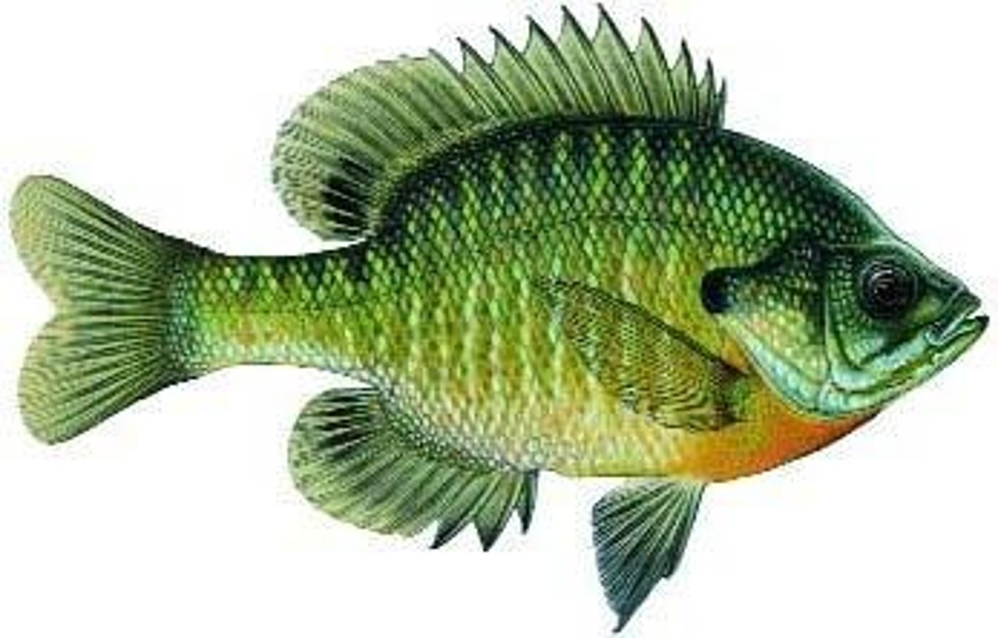 <p>large black spot on dorsal fin, blue streaks mouth to gill, pan fish</p>
