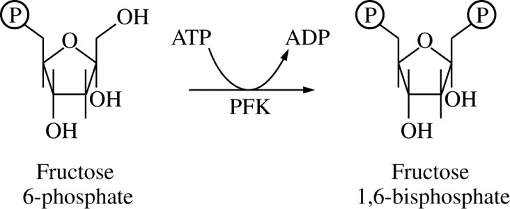 <p class="text-center" style="text-align: center">Figure 1. Reaction catalyzed by phosphofructokinase (PFK) during glycolysis</p><p>Phosphofructokinase (PFK) is an enzyme that catalyzes the conversion of fructose 6-phosphate to fructose 1,6-bisphosphate during glycolysis, as represented in Figure 1.</p><p>PFK can be allosterically inhibited by ATP at high concentrations. Which of the following is the benefit of regulating glycolysis by the concentration of ATP?</p>