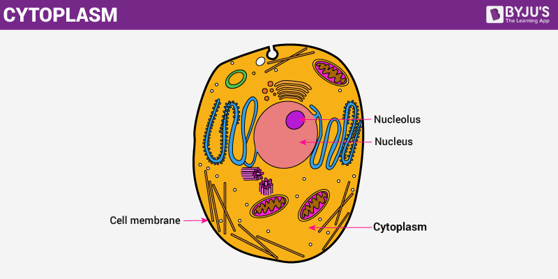 <p>Contents of a cell that are contained within its plasma membrane but, in the case of eukaryotic cells, outside the nucleus.</p><ul><li><p>in both prokaryotes + eukaryotes</p></li></ul><p></p>