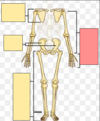 <p>hint: appendicular skeleton</p>