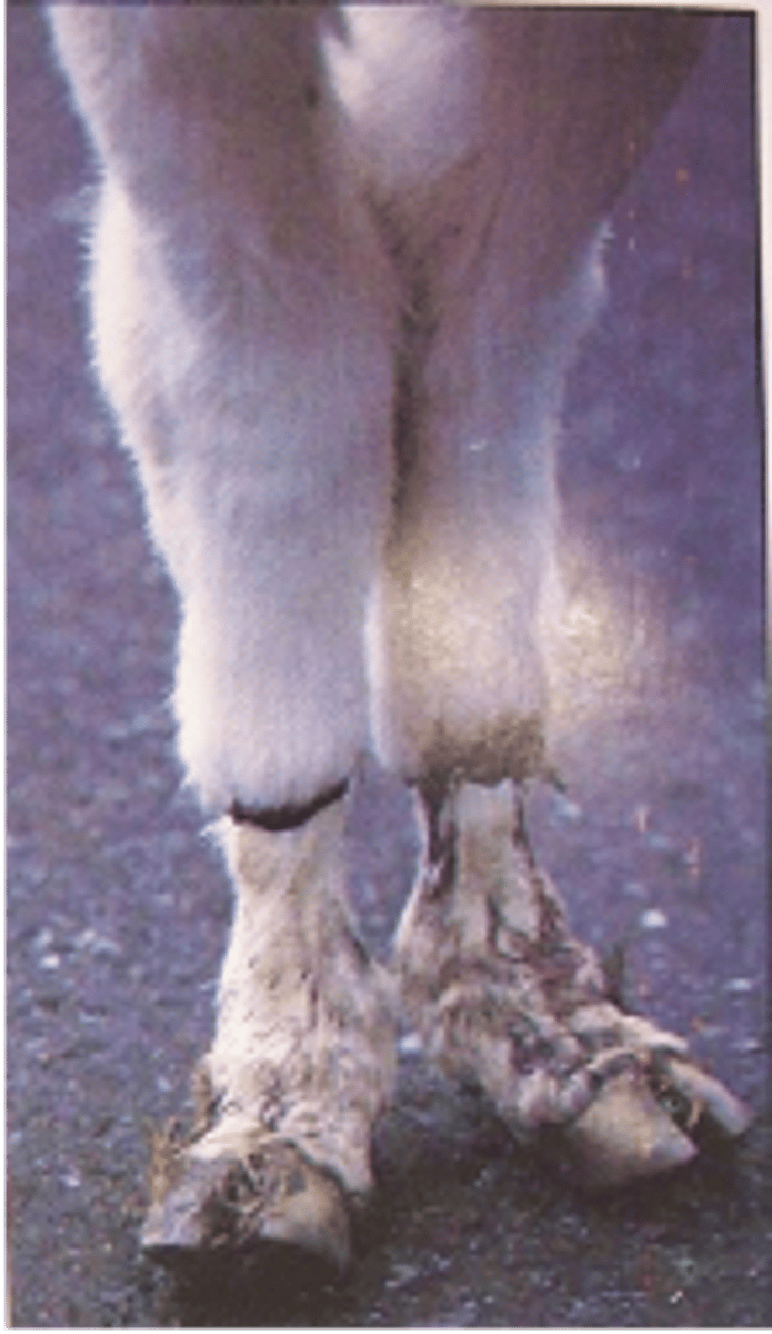 <p>this image indicates what form of Salmonellosis</p>