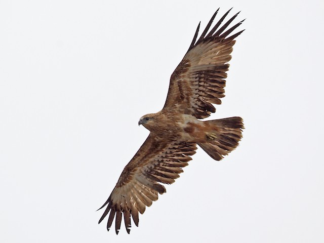 <p>Brahminy Kite</p>