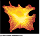 <p>Not a true organelle, Network of fibres that Provide mechanical support and allow cells to change shape and move, Assist on cell division</p>