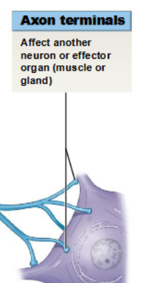 <p>site of neuron communication with another cell</p>