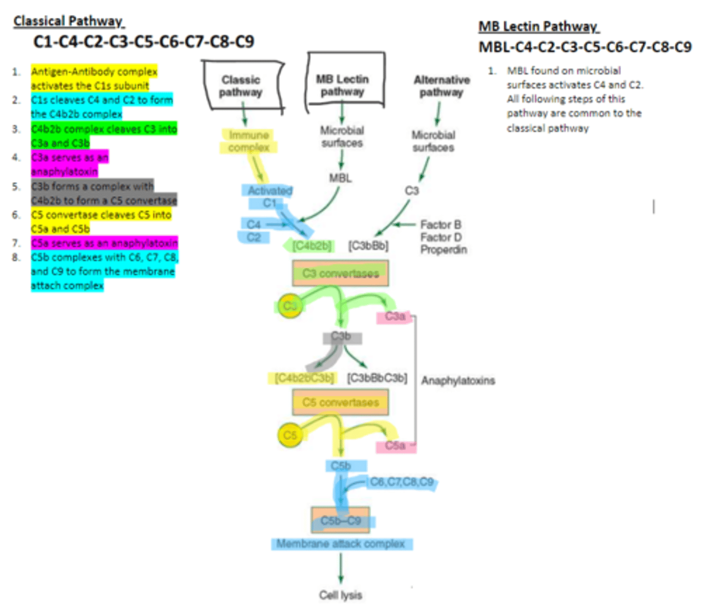 <p>enzyme that binds to sugar residues such as mannose found in microbial surface polysaccharides such as lipopolysaccharides (LPS). Its triggers the activation of of C4 and C2. Allow following complement steps are common to the classical pathway.</p>