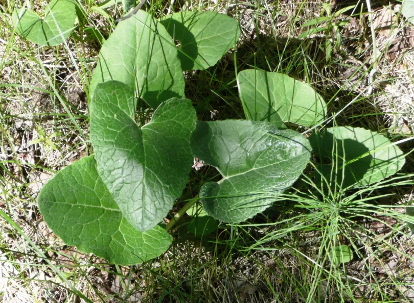 <p>Is this plant invasive or native?</p>