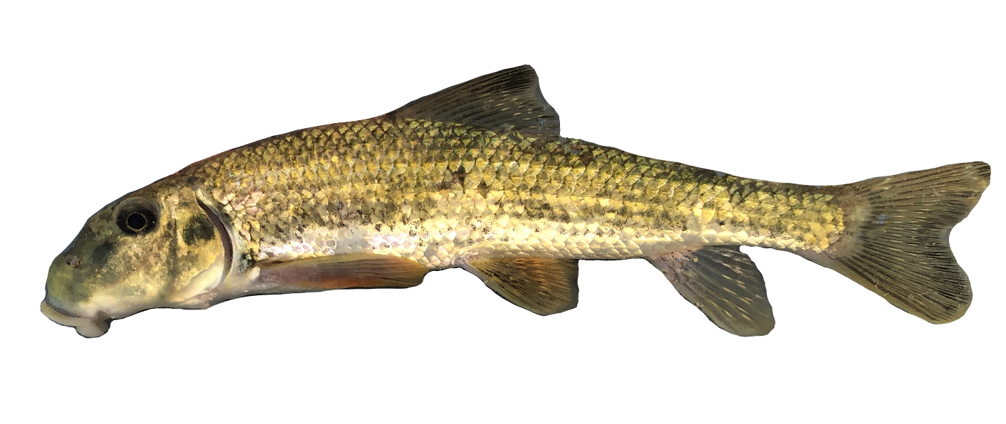 <p><span>- Favorite</span></p><p><span>- Square head with cavity between eyes</span></p><p><span>- Fleshy lips with folded lower lip</span></p>