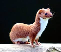 <p>Mammalia,&nbsp;Carnivora, Mustelidae</p><p></p>