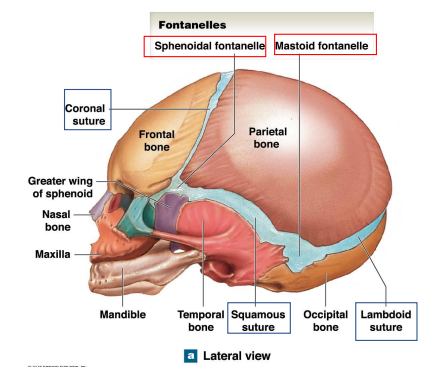 <p>Where are the Coronal, squamous, lambdoid sutures of the skull of infants?</p>