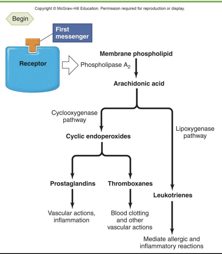 <p><strong>-phospholipase A2</strong>: cuts off lipids tails</p><p><strong>-Arachidonic acid</strong>: 20C chain from cut off tail</p><p>*then can do option a or b…</p><p><strong>a) Cyclooxygenase pathway</strong> (aspirin blocks this)</p><ul><li><p><strong>Prostaglandins:</strong> inflammation</p></li><li><p><strong>Thrombaxnes</strong>: blood clotting (platlete activity)</p></li></ul><p><strong>b) Leukotrienes: </strong>allergic and inflammatory reactions, asthma</p>