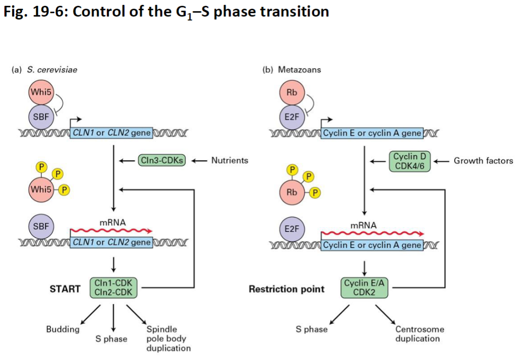 <p><strong>Key Concept</strong><br> Decision to enter S phase is tightly controlled in metazoan cells<br> Mechanisms were first discovered in yeast but are conserved across species</p><p><strong>CDK-Cyclin Complexes</strong><br> Drive the transition from G1 to S phase<br> Cyclin-CDK activity triggers DNA replication machinery</p><p><strong>Regulation</strong><br> Inhibitory proteins can bind CDKs to prevent premature S phase entry<br> Ubiquitin ligases degrade cyclins to reset the cycle<br> Activating kinases and phosphatases fine-tune CDK activity</p>