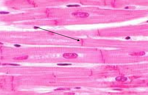 <p>Identify the labeled structure.</p>