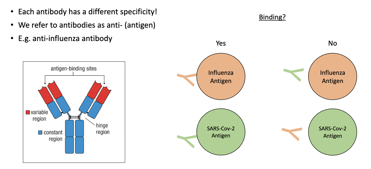 <ul><li><p>Each antibody binds <strong>only one specific antigen</strong></p></li><li><p>“Anti-X” = antibody against antigen X</p><ul><li><p>e.g., anti-influenza antibody binds influenza antigen, <strong>not SARS-CoV-2</strong></p></li></ul></li></ul><p></p>