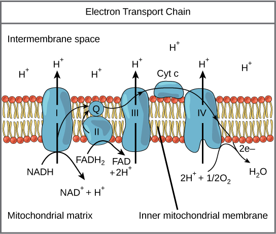 <ul><li><p>Occurs in the inner membrane of the mitochondria</p></li><li><p>NADH and FADH<sub>2</sub> give their electrons to protein complexes embedded in the inner membrane</p></li><li><p>As electrons move from one protein to another, they release energy</p></li><li><p>Energy is used to pump protons (H+ ions) across the membrane from the mitochondrial matrix into the intermembrane space, creating a proton gradient</p></li><li><p>At the end of the chain, electrons combine with oxygen and H+ ions to form water</p></li><li><p>Chemiosmosis: The built up H+ ions flow back through an enzyme called ATP synthase, producing high amounts of ATP</p></li></ul><p><span style="background-color: transparent;"><span>Inputs: 2 FADH</span><sub><span>2</span></sub><span>, 10 NADH, 32-34 ADP, 6 O</span><sub><span>2</span></sub></span></p><p><span style="background-color: transparent;"><span>Outputs: 6 H</span><sub><span>2</span></sub><span>O, 10 NAD+, 2 FAD, 32-34 ATP</span></span></p>