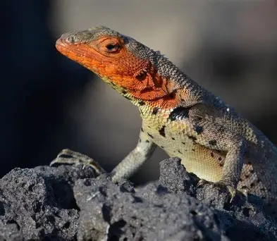 <ul><li><p>genus - Microlophus (7 endemic species) </p></li><li><p>on all major islands (except Genovesa, Darwin, and Wolf) </p></li><li><p>San Cristobal, Floreana, Marchena, Espanola, Pinta, and Pinzon each have their own species </p></li><li><p>males are typically 2-3 times larger than females; body is normally more brightly colored or distinctly patterned </p><ul><li><p>the lizards vary in color depending on the surrounding substrate</p></li></ul></li><li><p>Behaviors- </p><ul><li><p>push-ups </p><ul><li><p>territorial display that can vary from population to population </p></li></ul></li><li><p>sensitive to movement </p></li></ul></li><li><p>Food - </p><ul><li><p>moths, flies, beetles, grasshoppers, grubs, spiders, and scorpions </p></li></ul></li><li><p>Preyed upon by - </p><ul><li><p>hawks, snakes, mockingbirds, herons, and centipedes </p></li></ul></li></ul><p></p>