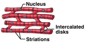 <p>Cardiac muscle</p>