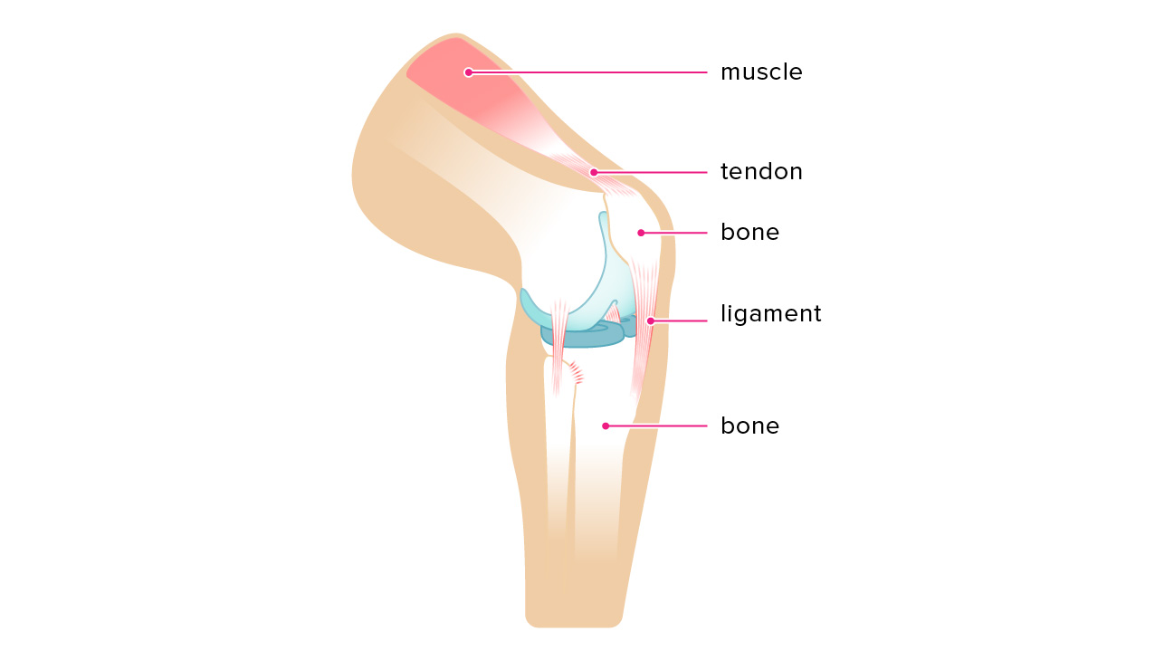 <p>Connects bone to bone</p>