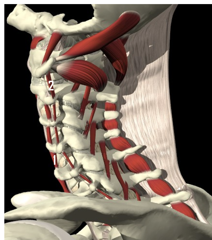 <p>mm. intertransversarii cervicis anteriores</p><ul><li><p><strong>Proximaal:&nbsp;</strong><span>tuberculum anterius vd cervicale wervels</span></p></li><li><p><strong>Distaal:&nbsp;</strong><span>tuberculum anterius van de bovenliggende wervel</span></p></li></ul><p></p>