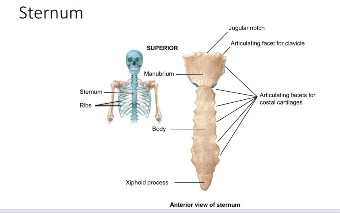<p>Sternum: articulating facets for clavicle of the manubrium </p>