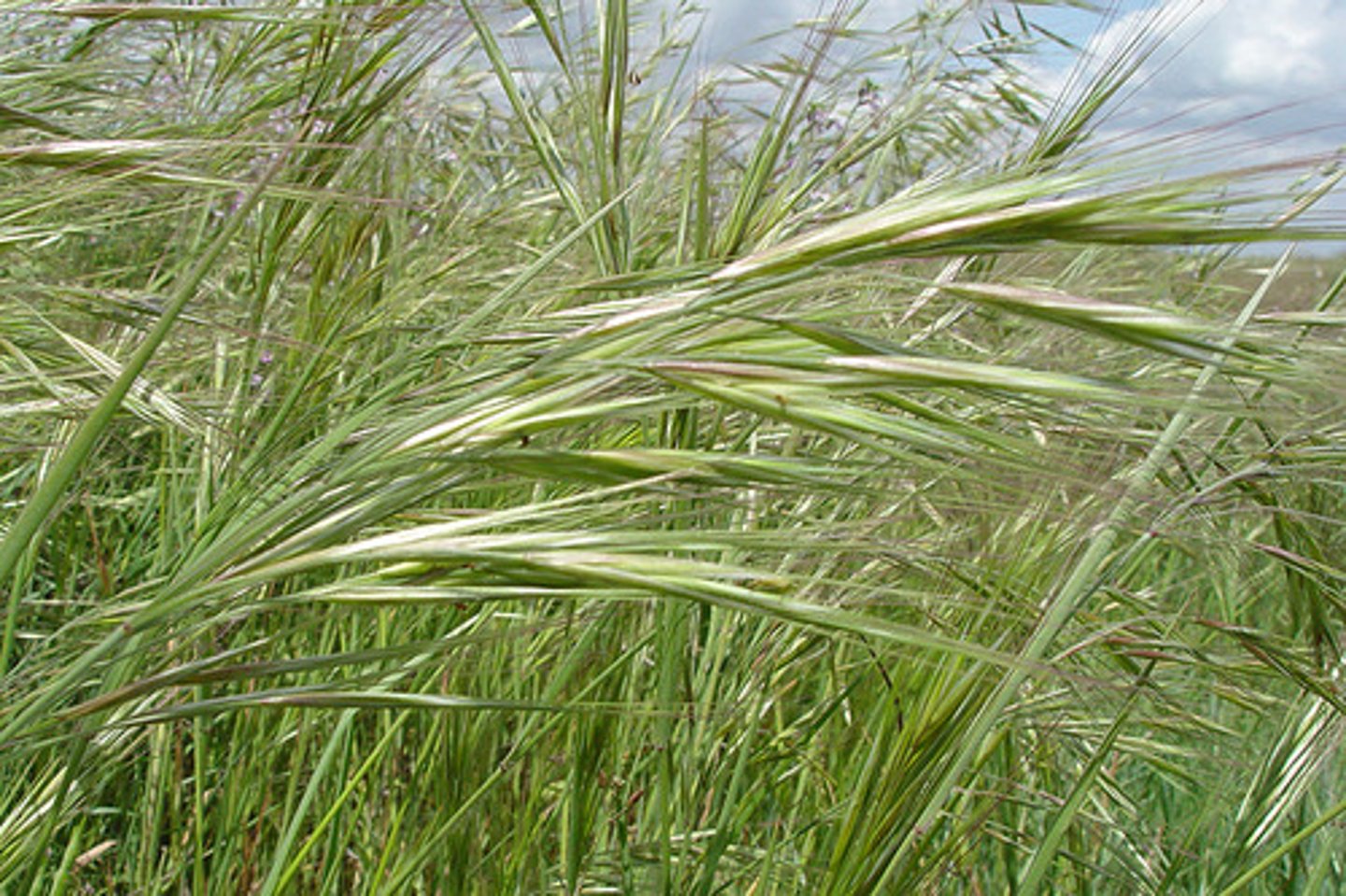 <p>California brome</p>