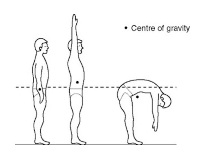 <p>point where the weight is evenly distributed on all sides, so you have good balance </p><ul><li><p>at your sacral tube(?) </p></li><li><p>will change with height </p></li></ul><p></p>
