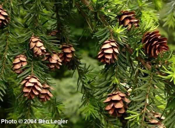 <p>small cones, petiolate, ½ inch needle. branches droop. rounded tips</p>