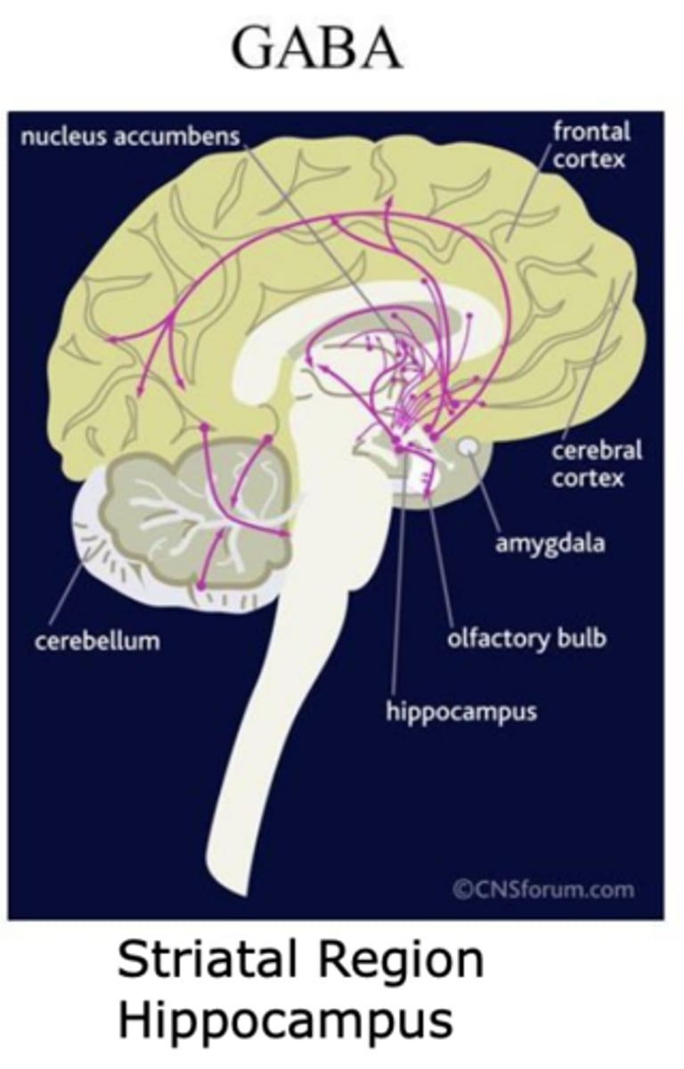 <p>- Striatal region</p><p>- Hippocampus</p>