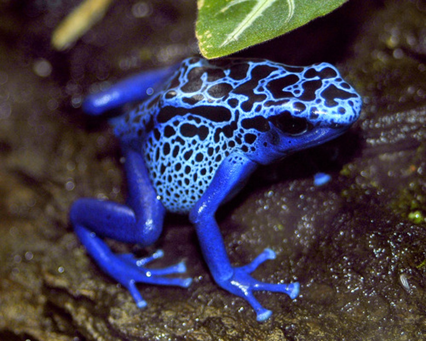 <p>Animals that are toxic to predators or use other</p><p>chemical defenses often possess warning</p><p>coloration— these are bold color patterns that</p><p>serve to warn would-be predators</p>