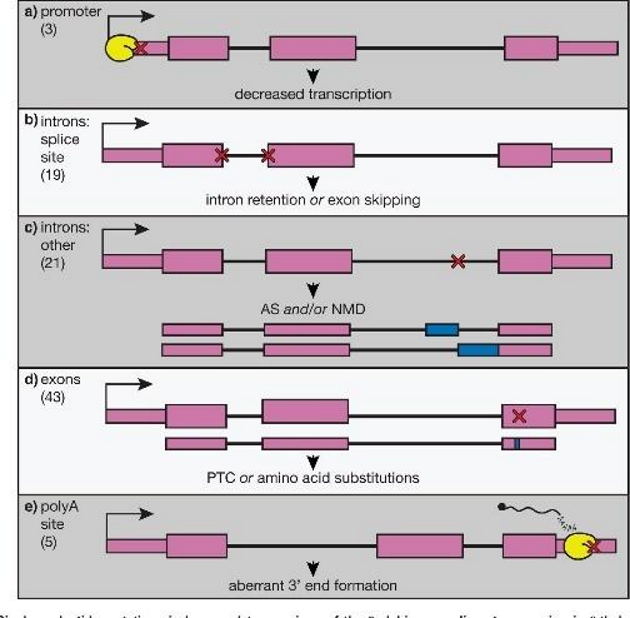 <ol><li><p>Mutation in <strong>regulatory regions</strong> of the <strong>β-globin gene</strong> modifies <strong>transcription </strong>and <strong>RNA processing</strong>.</p></li><li><p>results in improper exon splicing or intron retention</p></li><li><p>Classified into <strong>β⁰ (no production)</strong> and <strong>β⁺ (reduced production)</strong> forms.</p></li></ol><p></p>