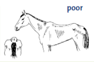 <p>features of a horse with a body condition score of 1</p>
