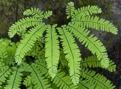 <p>Maidenhair Fern</p>