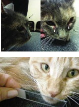 <p>Nasal feline lymphoma </p>