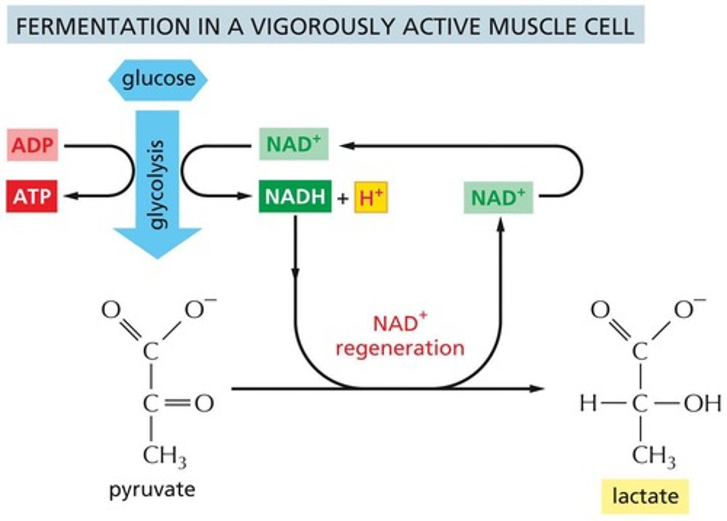 <p>Anaerobic respiration that occurs when oxygen is limited or absent, producing lactic acid or ethanol.</p>